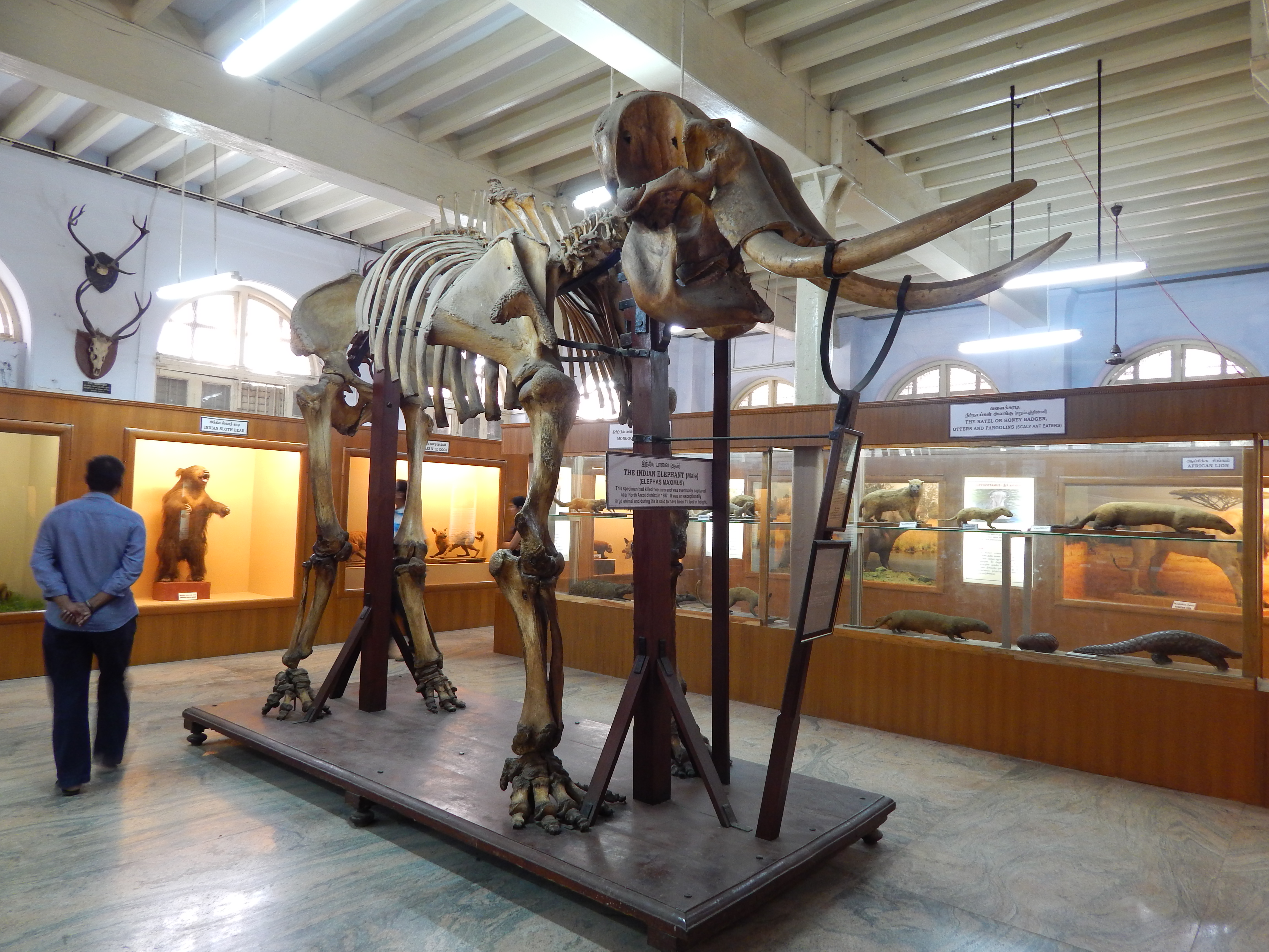 Government Museum, Chennai